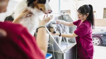 Un peluquero canino muestra lo que le ha ocurrido a un perro después de raparlo durante toda su vida