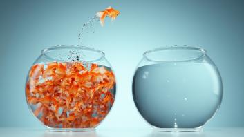 ¿Cuántos peces quedan? Rétate con este acertijo visual