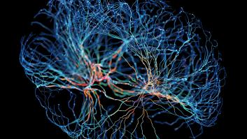 La conexión mente-cuerpo está integrada en el cerebro, según un estudio