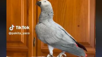 Le pone a su loro un vídeo para que repita una famosísima frase para Pedro Sánchez y lo clava