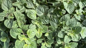 Compra un bote de orégano para cocinar y su dislexia le juega una mala pasada