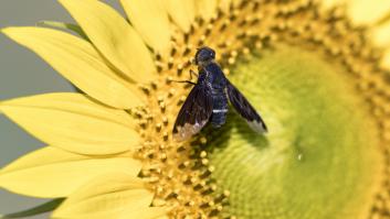 Ni chinches ni cucarachas: este es el insecto que ya es una plaga veraniega en España