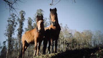 La increíble altura a la que llegó el caballo más grande de la historia