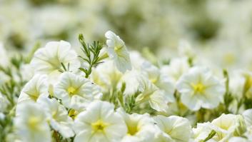 Unos científicos buscan cambiar el color de las flores y acaban descubriendo la cura de una enfermedad