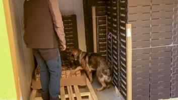 Desmantelada una organización que ocultaba cocaína en cajas de fruta