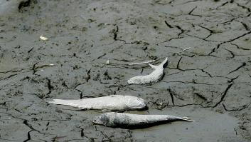 "Interesante", "insuficiente", "electoralista": lo que el campo opina de las medidas antisequía