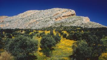 La flor de los olivos hace saltar todas las alarmas
