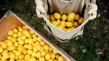Francia propaga una mosca jamás vista en el campo español