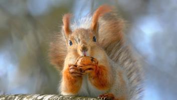 Esto es lo que le pasa a tu cuerpo si comes nueces todos los días