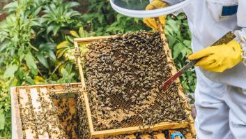 Día Mundial de las Abejas 2023: ¿Cuál es su importancia en el ecosistema?