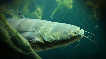 Francia baja a España del trono de los monstruos de río al sacar del agua una bestia de casi 3 metros