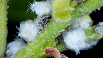 Un estudio confirma presencia de psílido en el fruto seco más caro de España