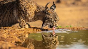 El lince ibérico entra en cuatro nuevas zonas