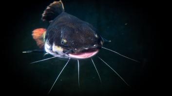 Insólito hallazgo en el estómago de un pez gato