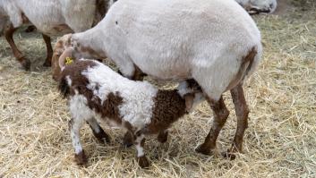 Usan el arma de la viruela ovina como excusa en los precios del cordero