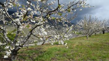 Tragedia con las cerezas del Valle del Jerte