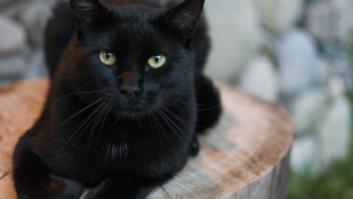 El veterinario Víctor Algra alerta de las plantas comunes en casas que son tóxicas para los gatos