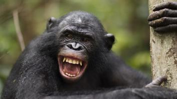 Descubren que los primates llevan masturbándose desde hace 40 millones de años