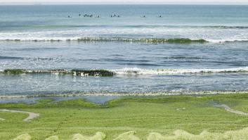 Alerta por la llegada de una de las peores especies invasoras del mundo a las playas pegadas a España
