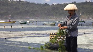 El cultivo de algas se 'pudre' en España