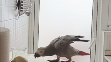 La reacción de un loro cuando su dueña lo regaña es simplemente una maravilla