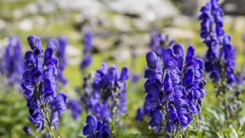 Rescatan a un hombre en Queralbs (Girona) en estado grave tras contactar con la planta "más tóxica de Europa"