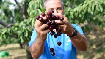 La mejor cereza de España se muere