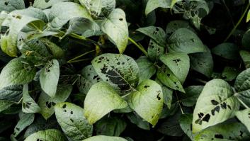 Esta ciudad catalana encabeza el ranking de mayor número de plagas según la OCU