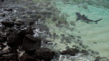 Un tiburón de dos metros se cuela en una de las playas más conocidas de España