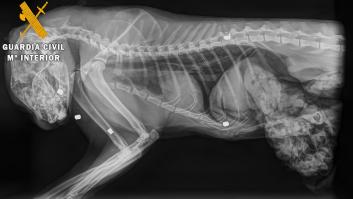 La Guardia Civil localiza al presunto autor de la muerte a perdigonazos de un gato en Navarra