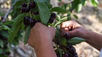 Lanzan un salvavidas a la mejor cereza de España