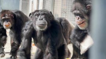 La emotiva reacción de una chimpancé al ver el cielo por primera vez