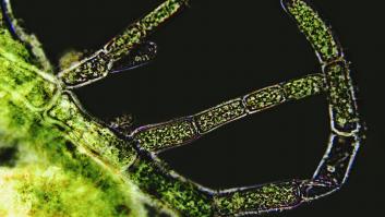 El alga tóxica de la 'gripe' entra en España