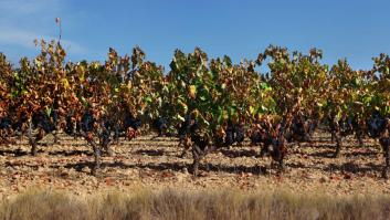 El vino español se ‘emborracha’