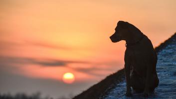 Canarias autoriza la caza de perros y gatos