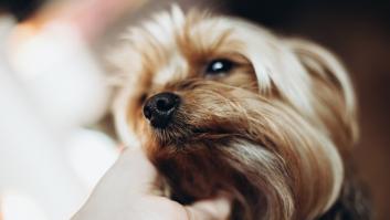 A juicio una acusada de maltratar al perro de su pareja, que falleció tras arrastrarlo con la correa