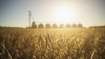 Rusia se inventa el sustitutivo a la soja