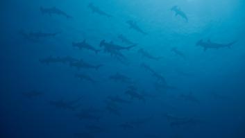 Una 'nueva especie de tiburón' provoca el cierre de una playa en España