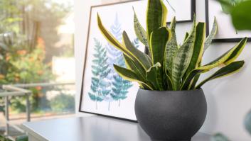 Cinco plantas que absorben el calor y refrescan tu casa