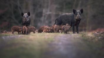 Esta es la multa para quienes no cumplan con sus cupos de caza de jabalíes en Castilla y León
