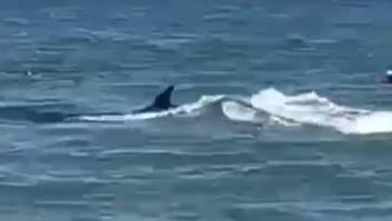 Un 'desconocido' pez enorme sorprende a los bañistas de La Antilla