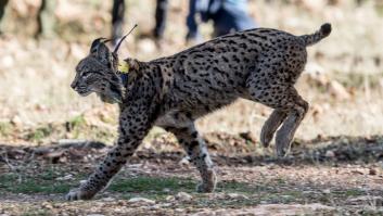 Maldición con el lote de linces introducidos en Murcia