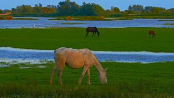 Doñana puede perder su sello verde de calidad ambiental internacional