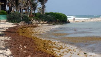 La silenciosa muerte del Caribe Mexicano de la que nadie habla