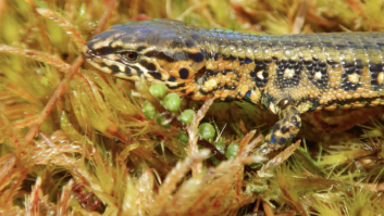 Paralizan una obra en Canarias tras la invasión de lagartos gigantes y descubren una tendencia inquietante