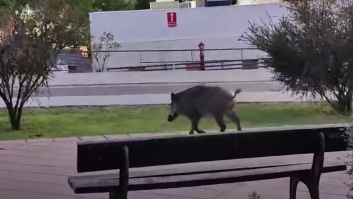 Un jabalí sorprende en las inmediaciones de un hospital de Orense