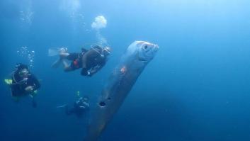 Avistan al legendario pez de los terremotos en Taiwán