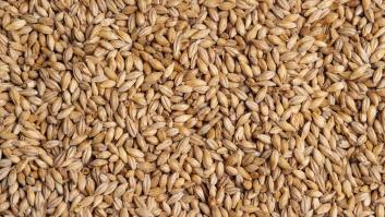 El caos del cereal deja a Almería sin semillas