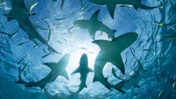 Dos zonas del Mediterráneo español son declaradas zona de importancia para tiburones