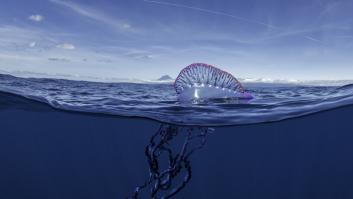Las temidas carabelas portuguesas hacen su aparición en estas playas de Vizcaya